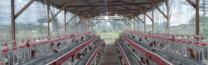 Pengisian 1.000 Ekor Ayam Petelur BUMDes Tunggulwulung Dukung Ketahanan Pangan